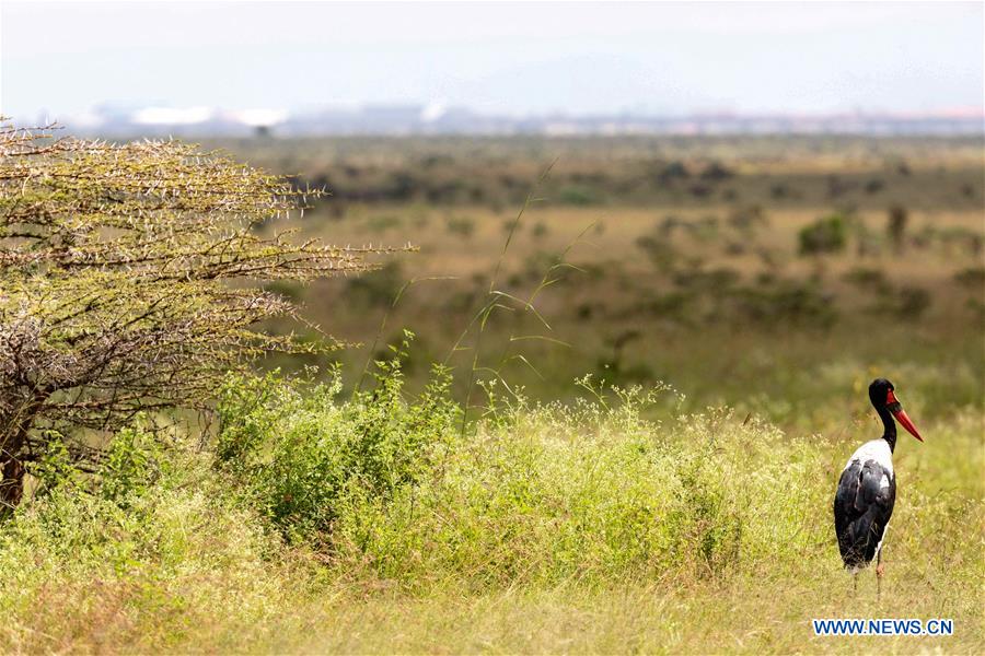 KENYA-NAIROBI-NATIONAL PARK-CHRISTMAS HOLIDAYS-TOURISTS