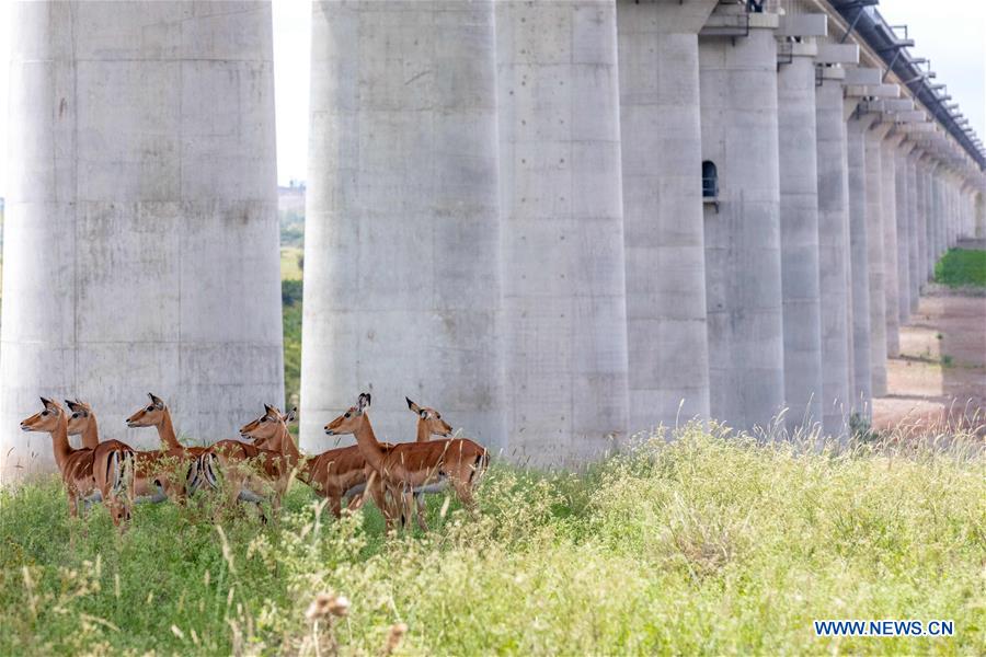 KENYA-NAIROBI-NATIONAL PARK-CHRISTMAS HOLIDAYS-TOURISTS