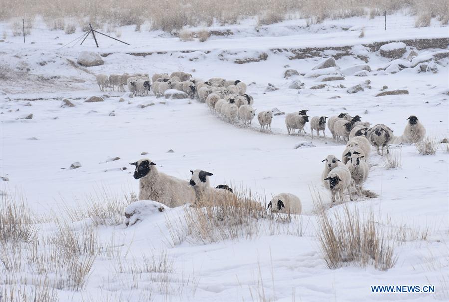 CHINA-INNER MONGOLIA-SNOWSTORM (CN)