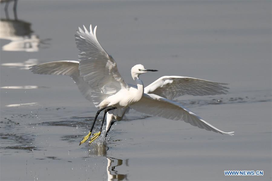 KUWAIT-KUWAIT CITY-BEACH-BIRDS