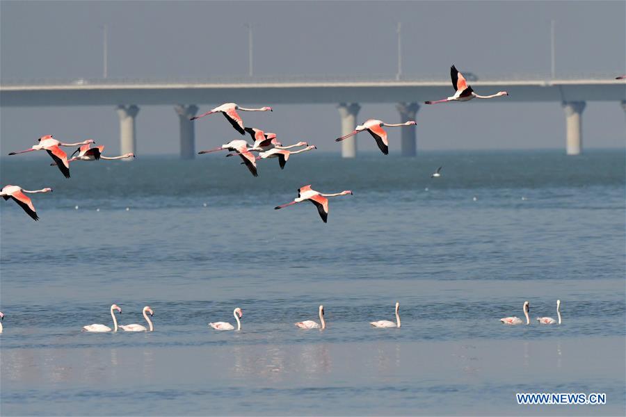 KUWAIT-KUWAIT CITY-BEACH-BIRDS