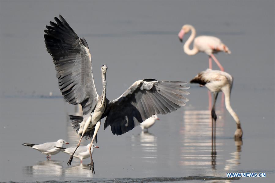 KUWAIT-KUWAIT CITY-BEACH-BIRDS