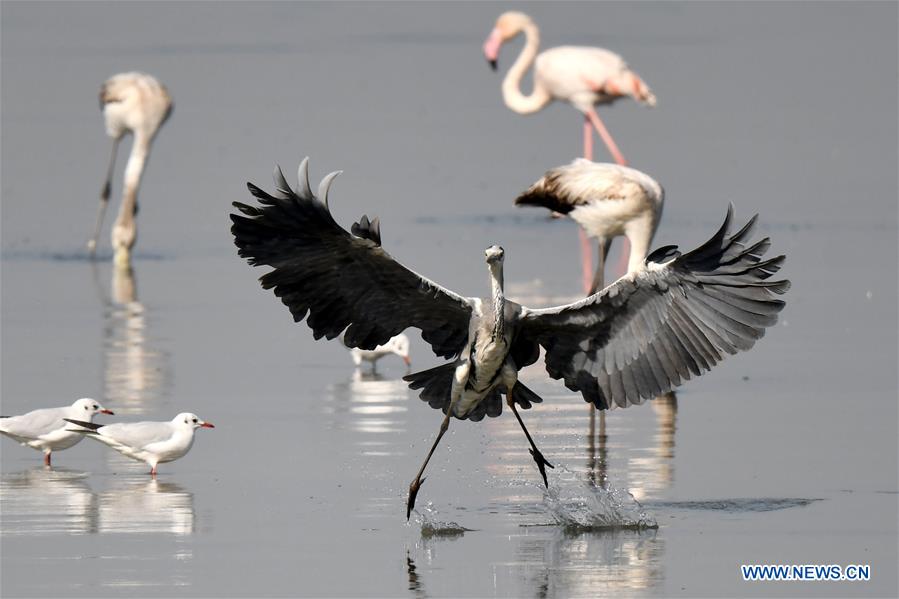 KUWAIT-KUWAIT CITY-BEACH-BIRDS