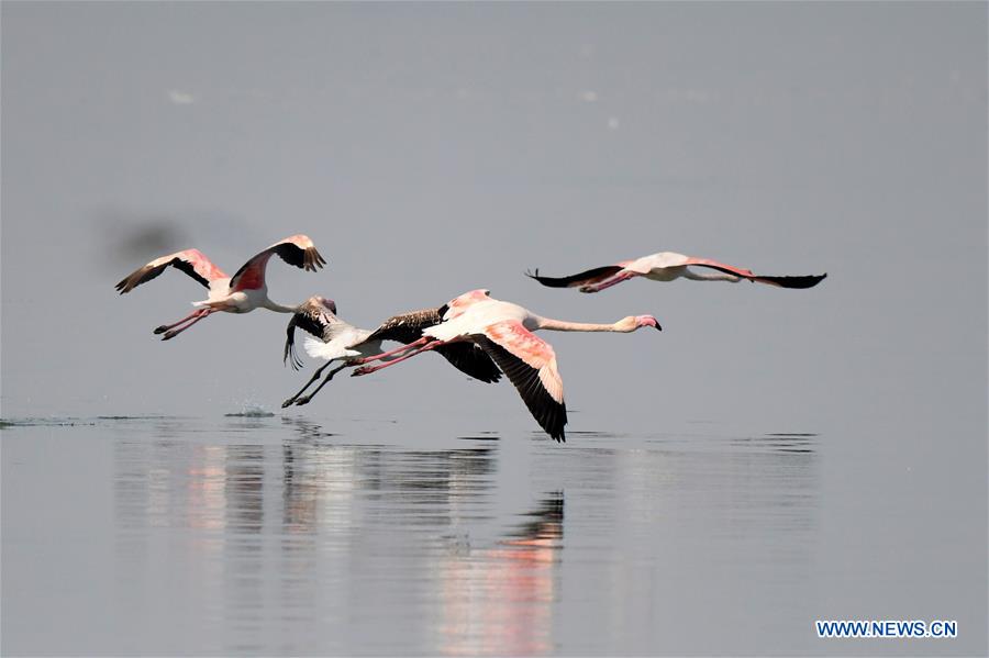 KUWAIT-KUWAIT CITY-BEACH-BIRDS