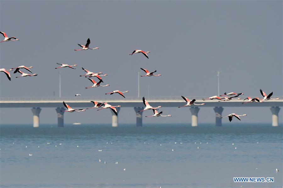 KUWAIT-KUWAIT CITY-BEACH-BIRDS