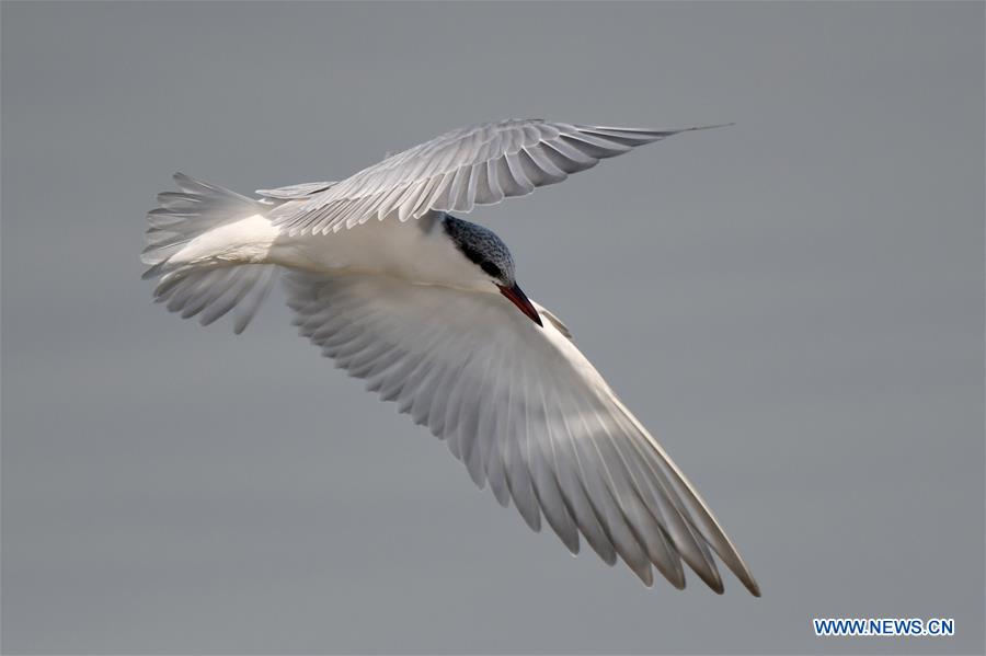 KUWAIT-KUWAIT CITY-BEACH-BIRDS