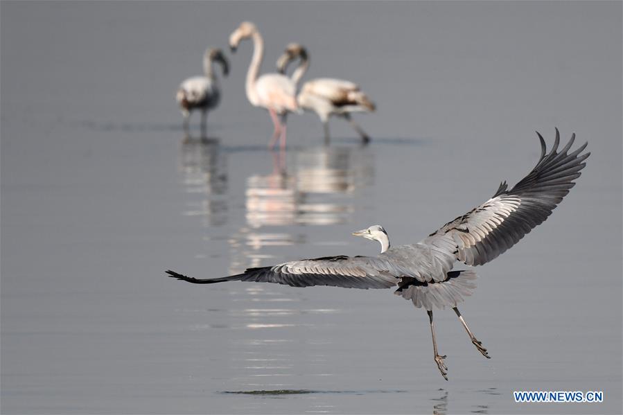 KUWAIT-KUWAIT CITY-BEACH-BIRDS