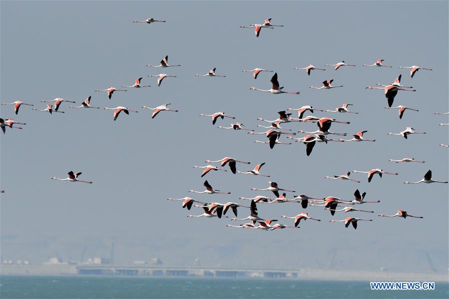 KUWAIT-KUWAIT CITY-BEACH-BIRDS