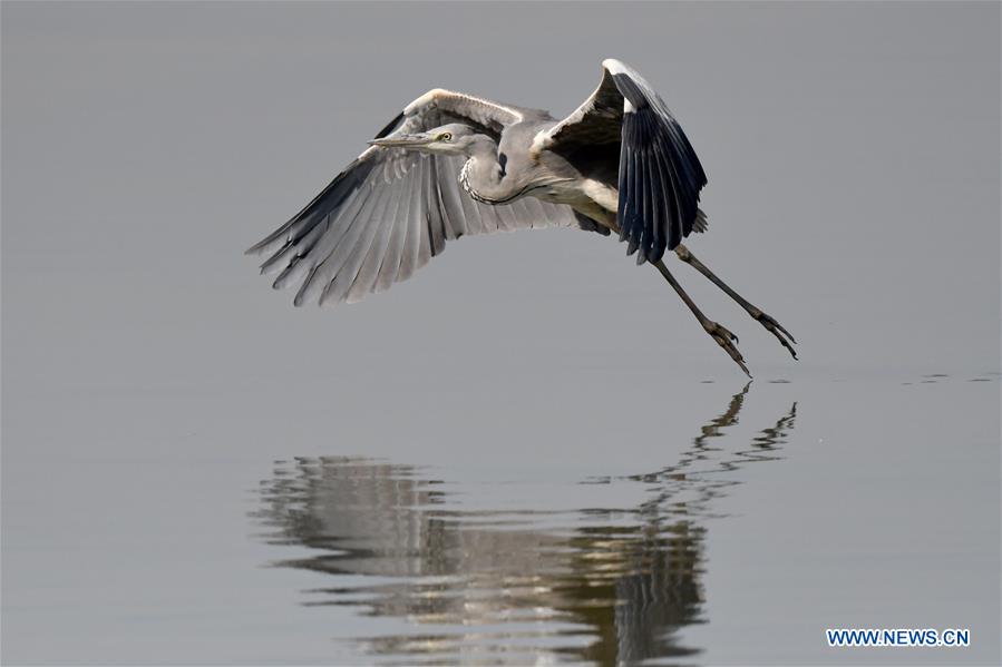 KUWAIT-KUWAIT CITY-BEACH-BIRDS