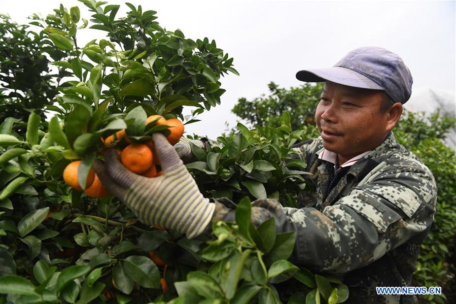 CHINA-GUANGXI-FRUITS-ECONOMY (CN)