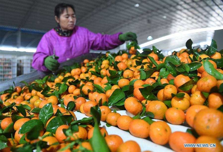 CHINA-GUANGXI-FRUITS-ECONOMY (CN)