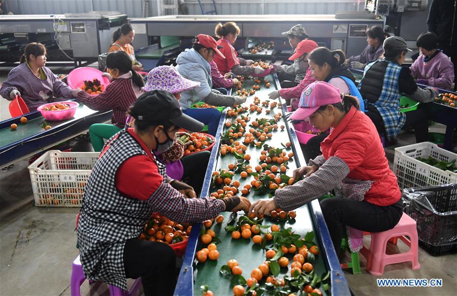 CHINA-GUANGXI-FRUITS-ECONOMY (CN)