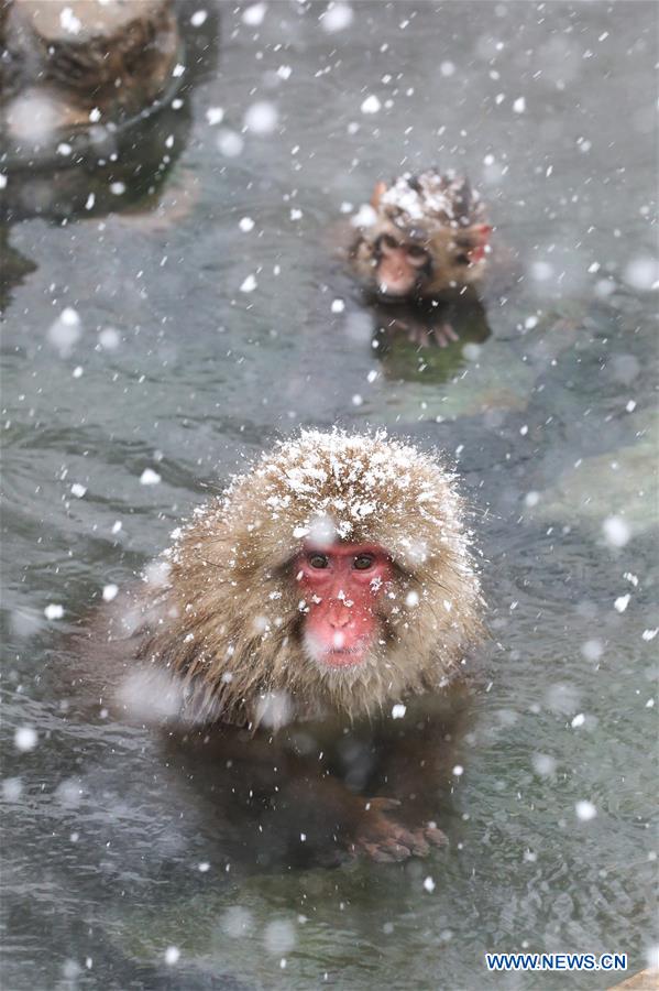 JAPAN-NAGANO-SNOW MONKEY-HOT SPRING