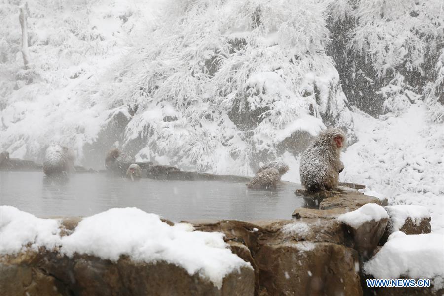 JAPAN-NAGANO-SNOW MONKEY-HOT SPRING