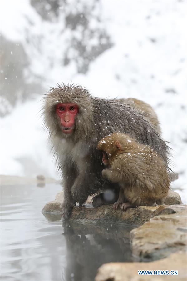 JAPAN-NAGANO-SNOW MONKEY-HOT SPRING