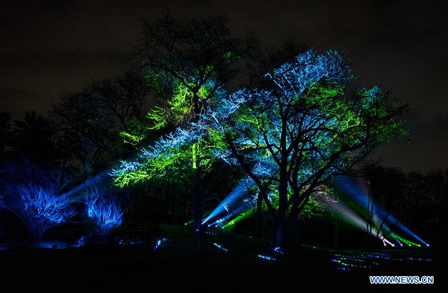  U.S.-LISLE-THE MORTON ARBORETUM-TREE LIGHTS