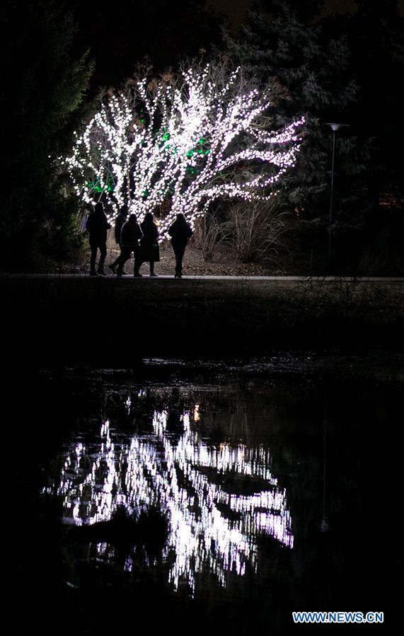  U.S.-LISLE-THE MORTON ARBORETUM-TREE LIGHTS