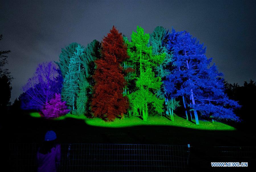  U.S.-LISLE-THE MORTON ARBORETUM-TREE LIGHTS