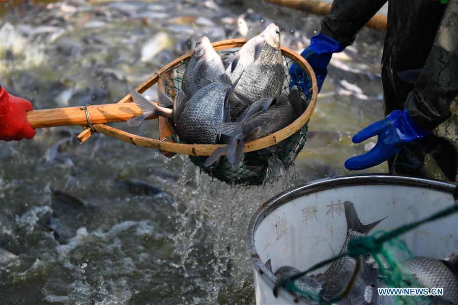 CHINA-ZHEJIANG-HUZHOU-WINTER FISHING (CN)