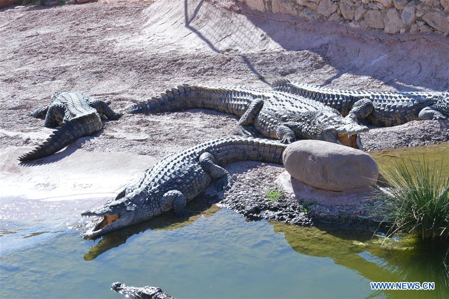 MOROCCO-AGADIR-CROCODILE PARK