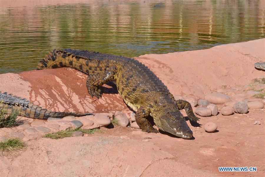 MOROCCO-AGADIR-CROCODILE PARK