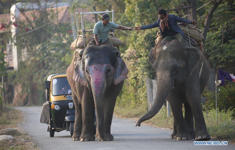 NEPAL-CHITWAN-SAURAHA-ELEPHANT-DAILY LIFE