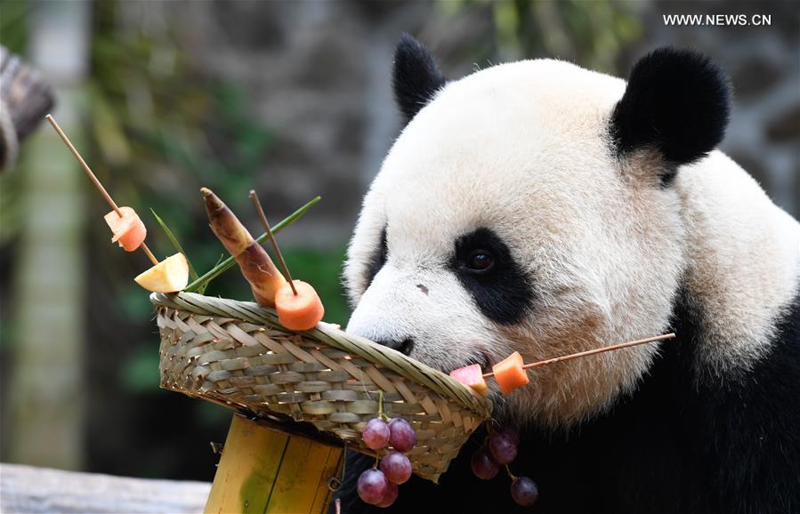 CHINA-HAINAN-HAIKOU-GIANT PANDA (CN)