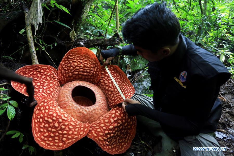 INDONESIA-WEST SUMATRA-RAFFLESIA FLOWER