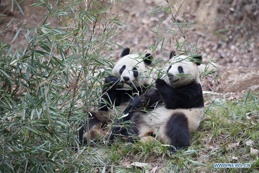 #CHINA-SHAANXI-HANZHONG-GIANT PANDA-WILD TRAINING (CN)