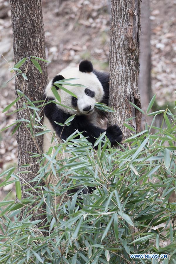 #CHINA-SHAANXI-HANZHONG-GIANT PANDA-WILD TRAINING (CN)