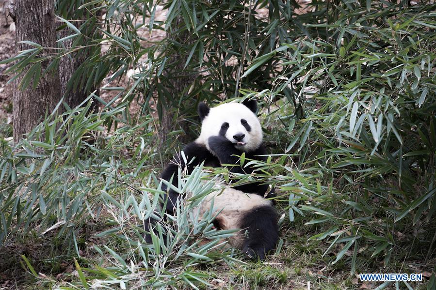 #CHINA-SHAANXI-HANZHONG-GIANT PANDA-WILD TRAINING (CN)