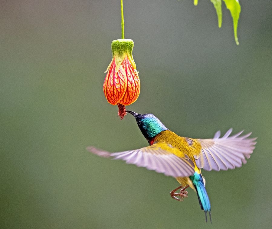 sunbird nectar