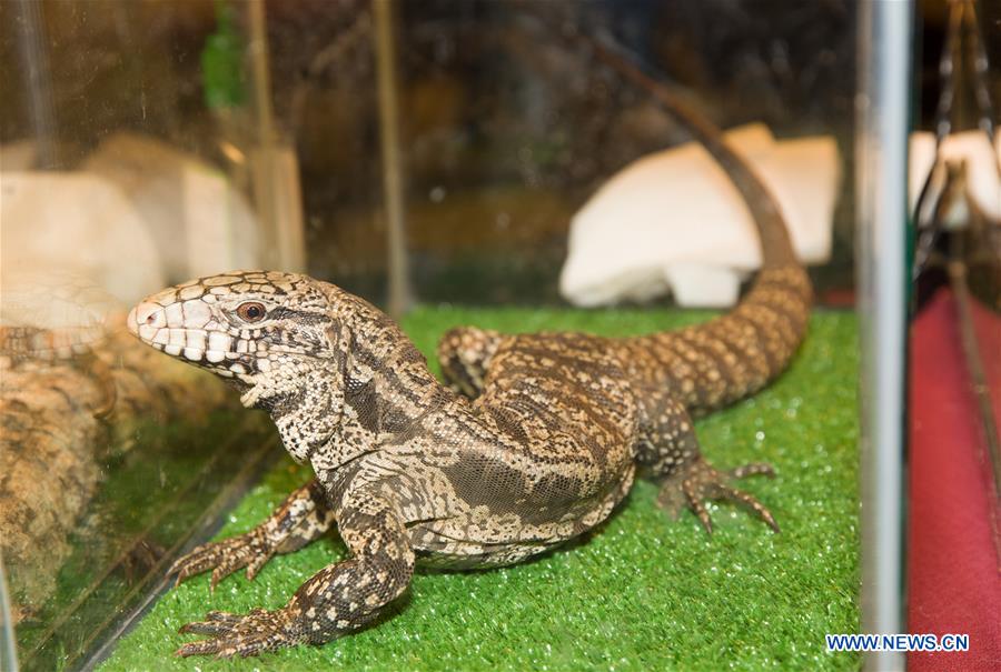 Dallas Exotic Reptile Shows held in Texas, U.S. Xinhua English.news.cn
