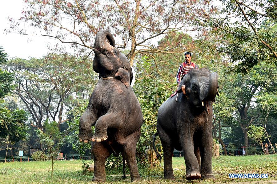 BANGLADESH-DHAKA-ZOO-ANIMALS-TRAINING