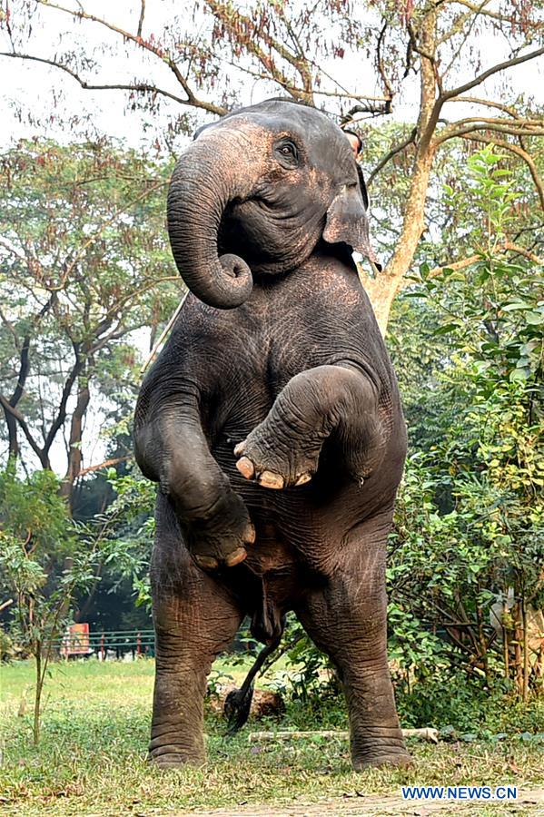 BANGLADESH-DHAKA-ZOO-ANIMALS-TRAINING