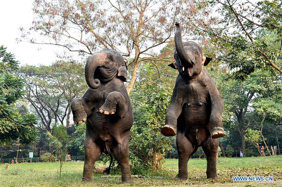 BANGLADESH-DHAKA-ZOO-ANIMALS-TRAINING