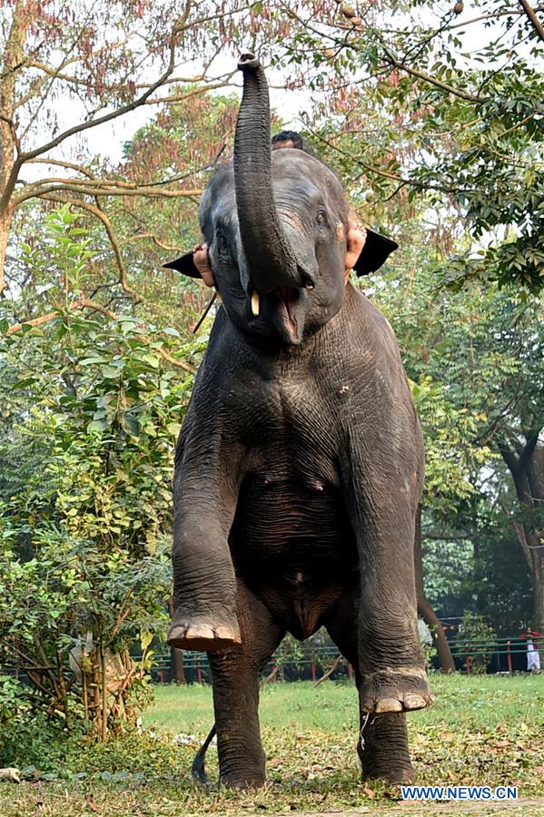 BANGLADESH-DHAKA-ZOO-ANIMALS-TRAINING