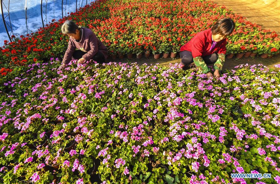 CHINA-HEBEI-FLOWER-PLANTING (CN)