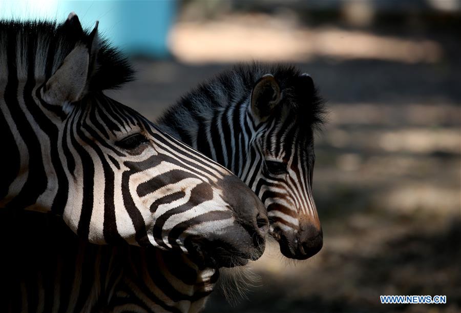 MYANMAR-YANGON-BABY PLAINS ZEBRA