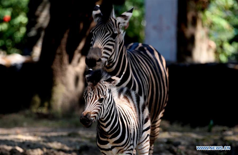 MYANMAR-YANGON-BABY PLAINS ZEBRA