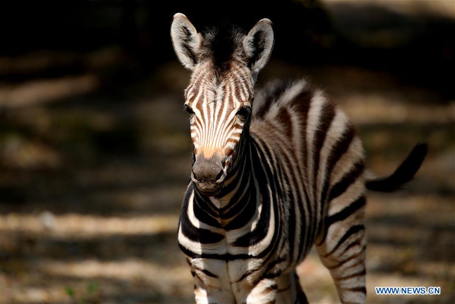 MYANMAR-YANGON-BABY PLAINS ZEBRA