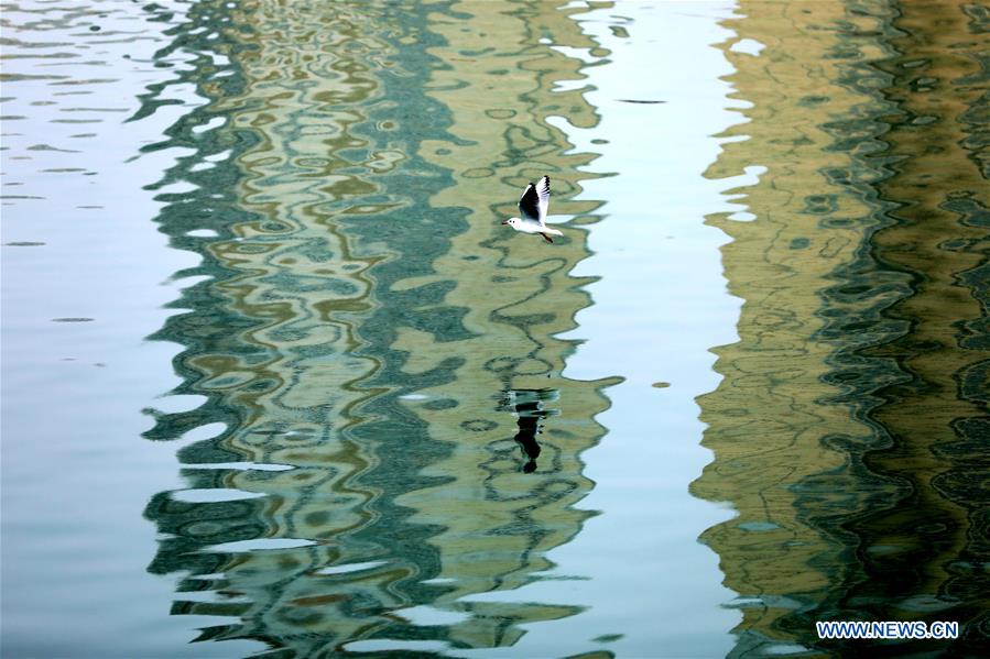 CHINA-GANSU-YELLOW RIVER-BIRDS (CN)