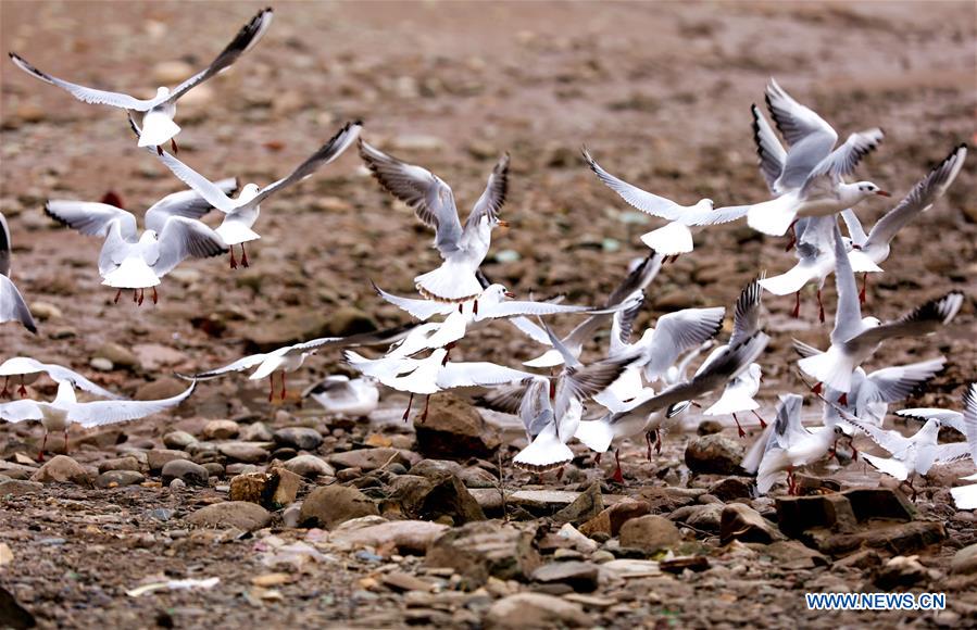 CHINA-GANSU-YELLOW RIVER-BIRDS (CN)