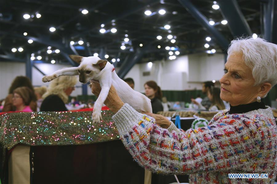 Houston Cat Club Annual Charity Cat Show held in Texas, U.S. Xinhua