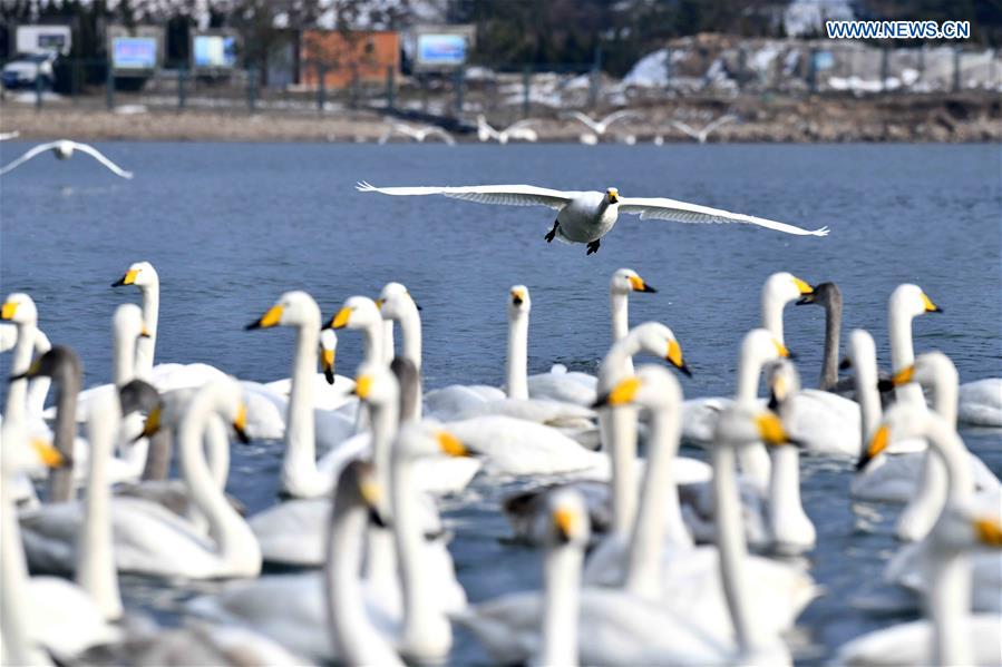 CHINA-SHANDONG-RONGCHENG-WHOOPER SWANS (CN)