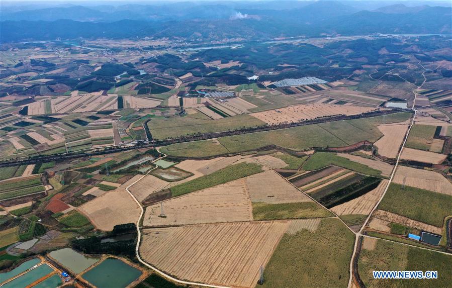 CHINA-GUANGXI-LIUZHOU-SUGARCANE (CN)