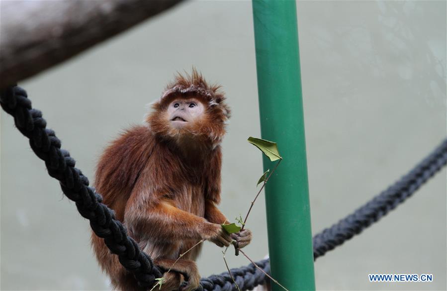 MIDEAST-JERUSALEM-ZOO-ANIMAL