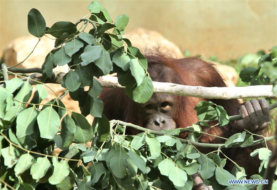 MIDEAST-JERUSALEM-ZOO-ANIMAL