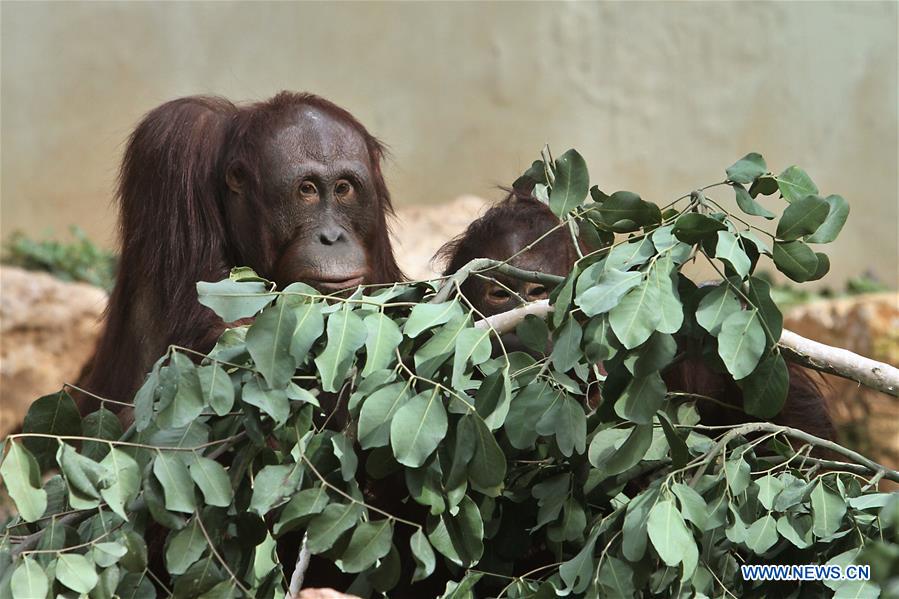 MIDEAST-JERUSALEM-ZOO-ANIMAL