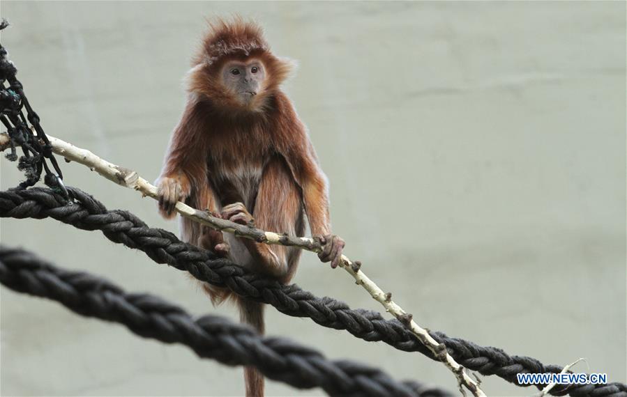 MIDEAST-JERUSALEM-ZOO-ANIMAL